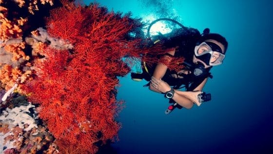 Colourful Indonesian corals