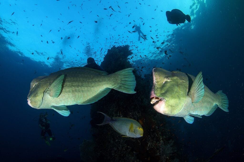 Épave du bateau de Tulamben à Bali