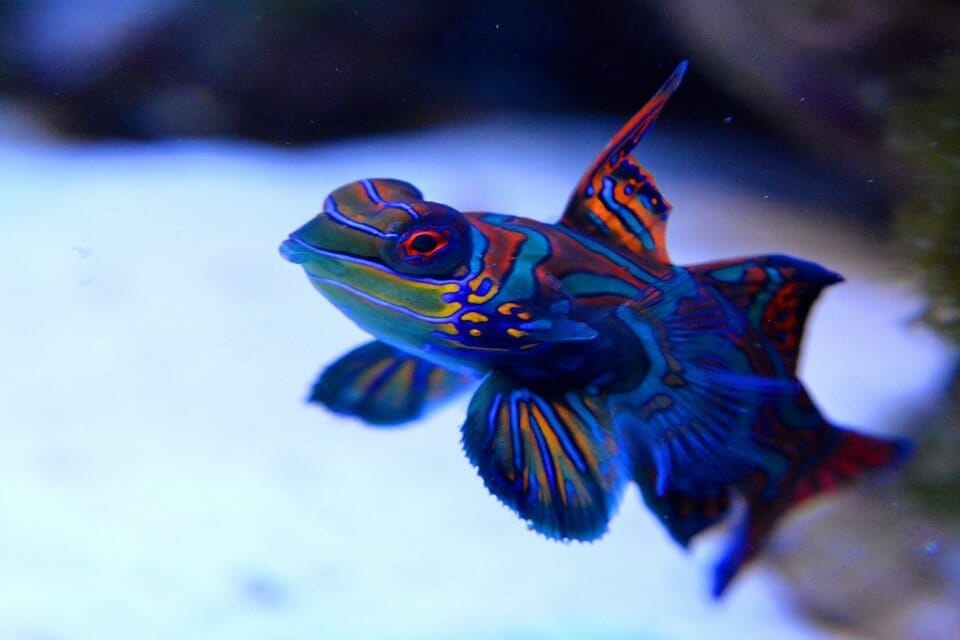 Mandarin Fish in Pemuteran