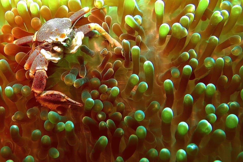 Bio wreck, Bali, indonesia