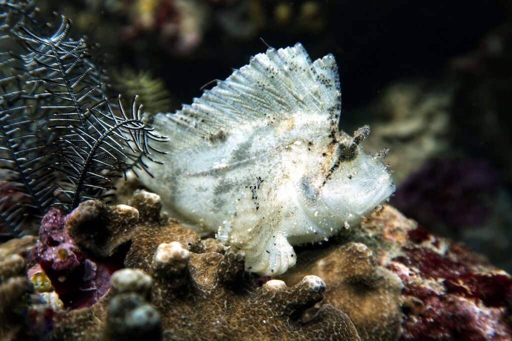 Diving Tulamben Leaf Scorpion Fish
