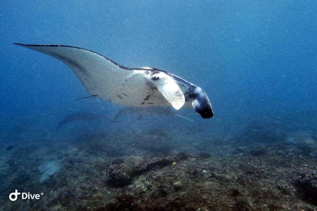 Manta Ray Diving