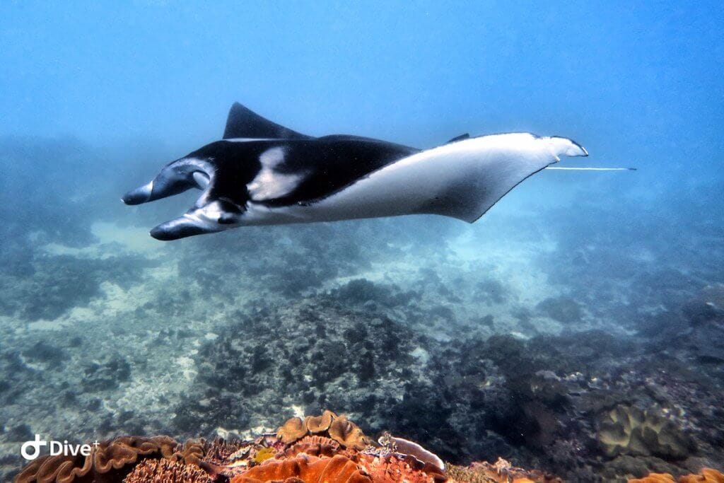 Manta Ray Diving Bali Nusa Penida