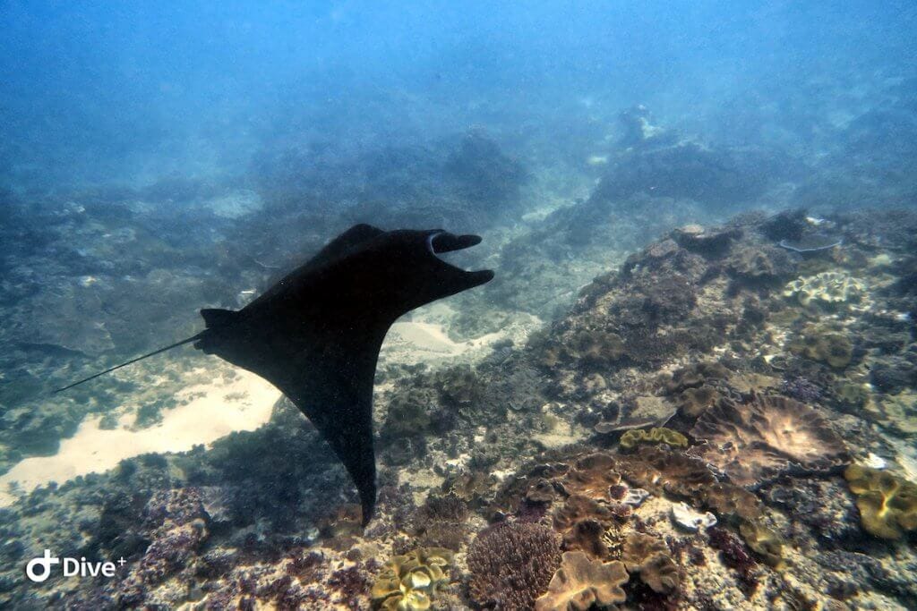 Manta Ray Diving Bali