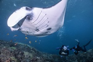 Bali Manta Rays Diving and Snorkeling Packages