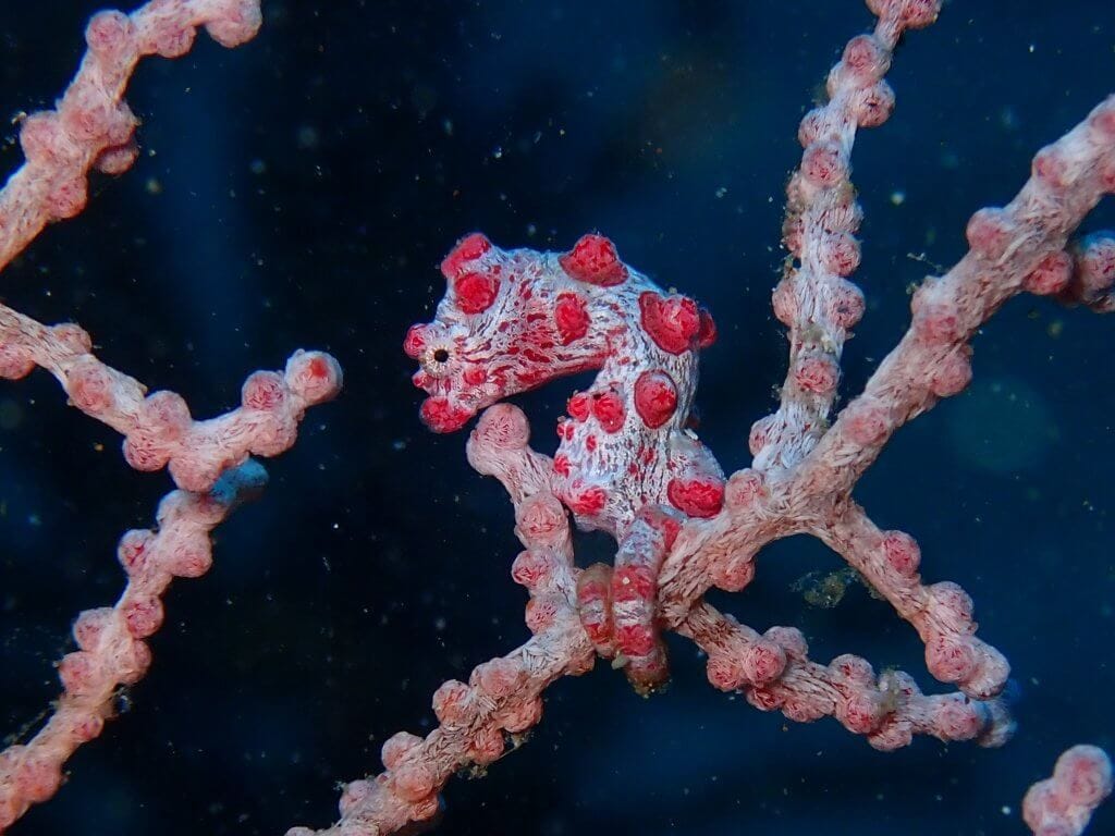 Pygmy Seahorse - Diving in Amed