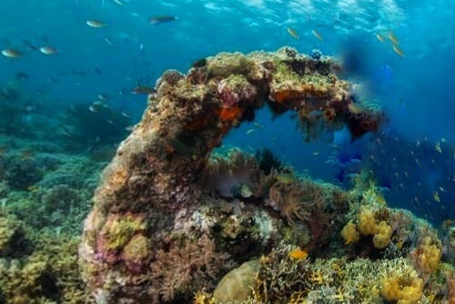 Anchor Wreck, Menjangan Island, Bali