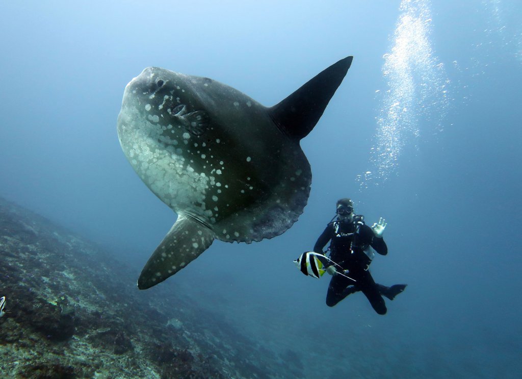 Mola Mola in Bali, Crystal Bay