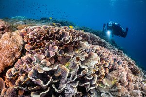 Best Scuba Diving Center for Beginners in Bali