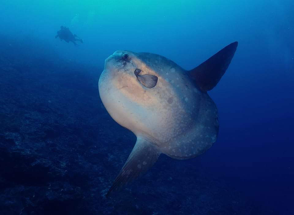 Scuba Diving in Bali, Scuba Diving with Mola Mola in Bali, Bali Mola Mola Fish
