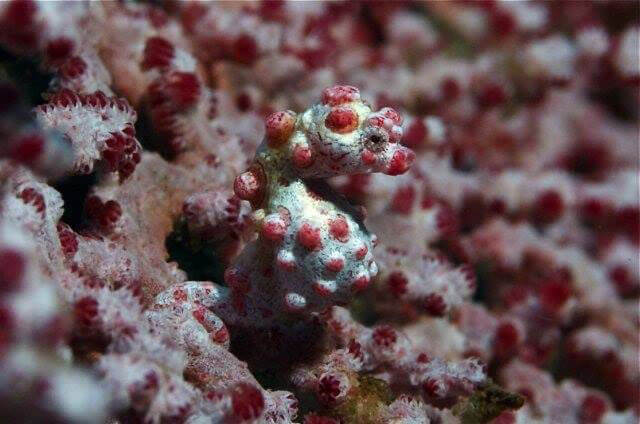 Seraya-–-Macro-&-Muck-Diving-Tulamben