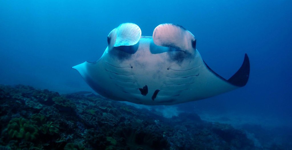 Manta Rays in Bali