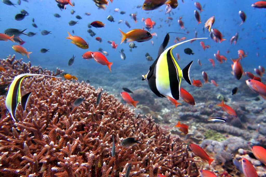 Pourquoi choisir Bali pour votre formation Open Water?