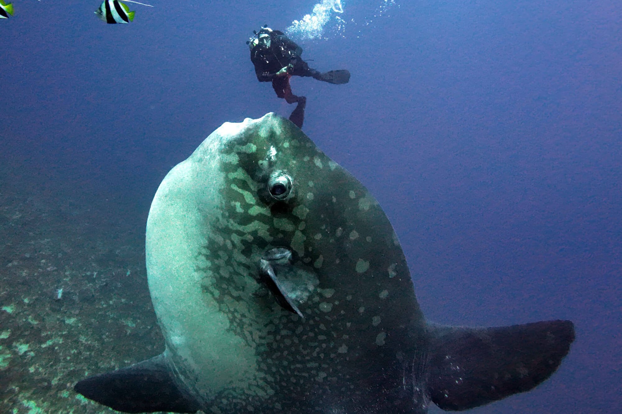 Gili Mimpang Drift Diving
