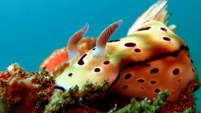 Diving-Menjangan-Cover