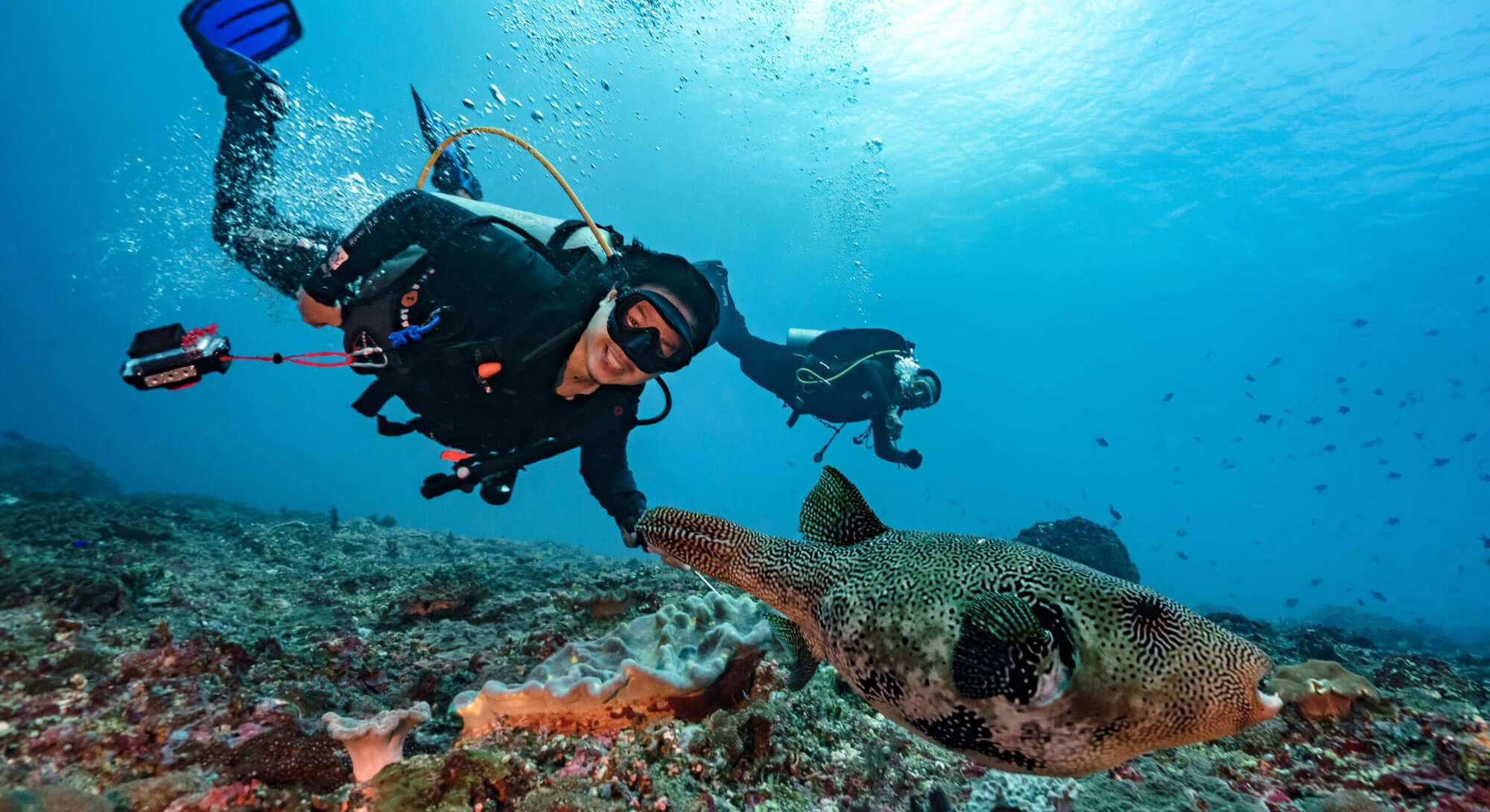 Colourful Indonesian corals