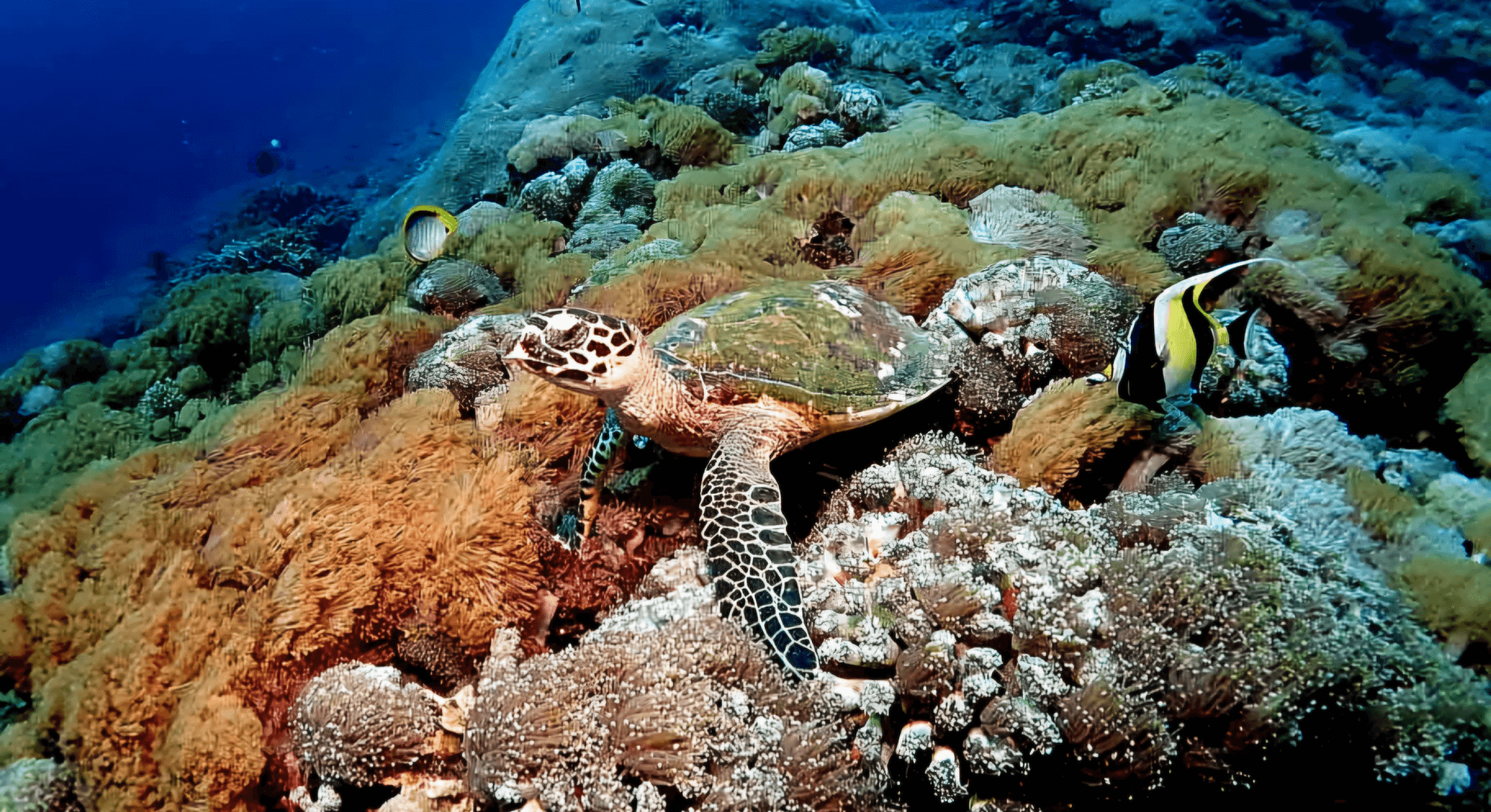 Snorkeling-Amed-Cover